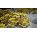 Мицелий Вешенки лимонно-желтой / золотой (Pleurotus citrinopileatus)